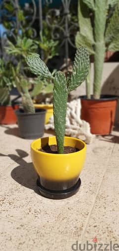 Small cactus plant in ceramic pot 0