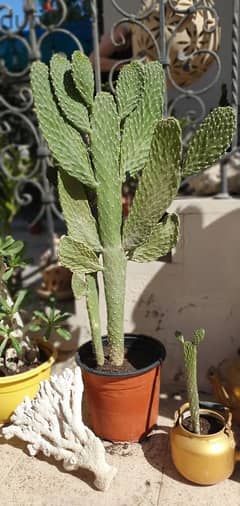 Big cactus plant in plastic pot 0