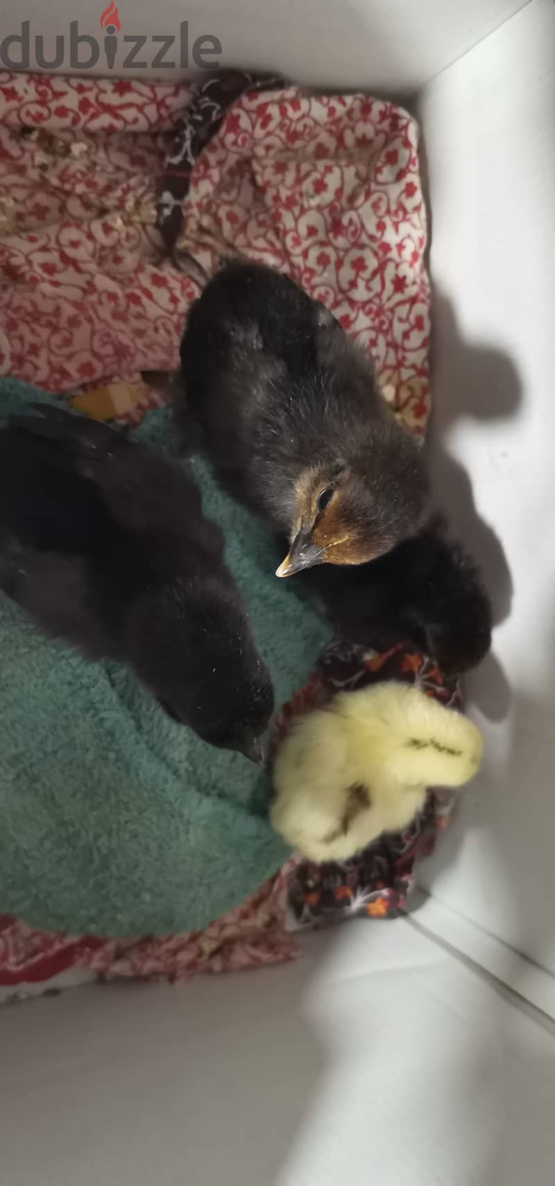 5 chicks for Sale 0