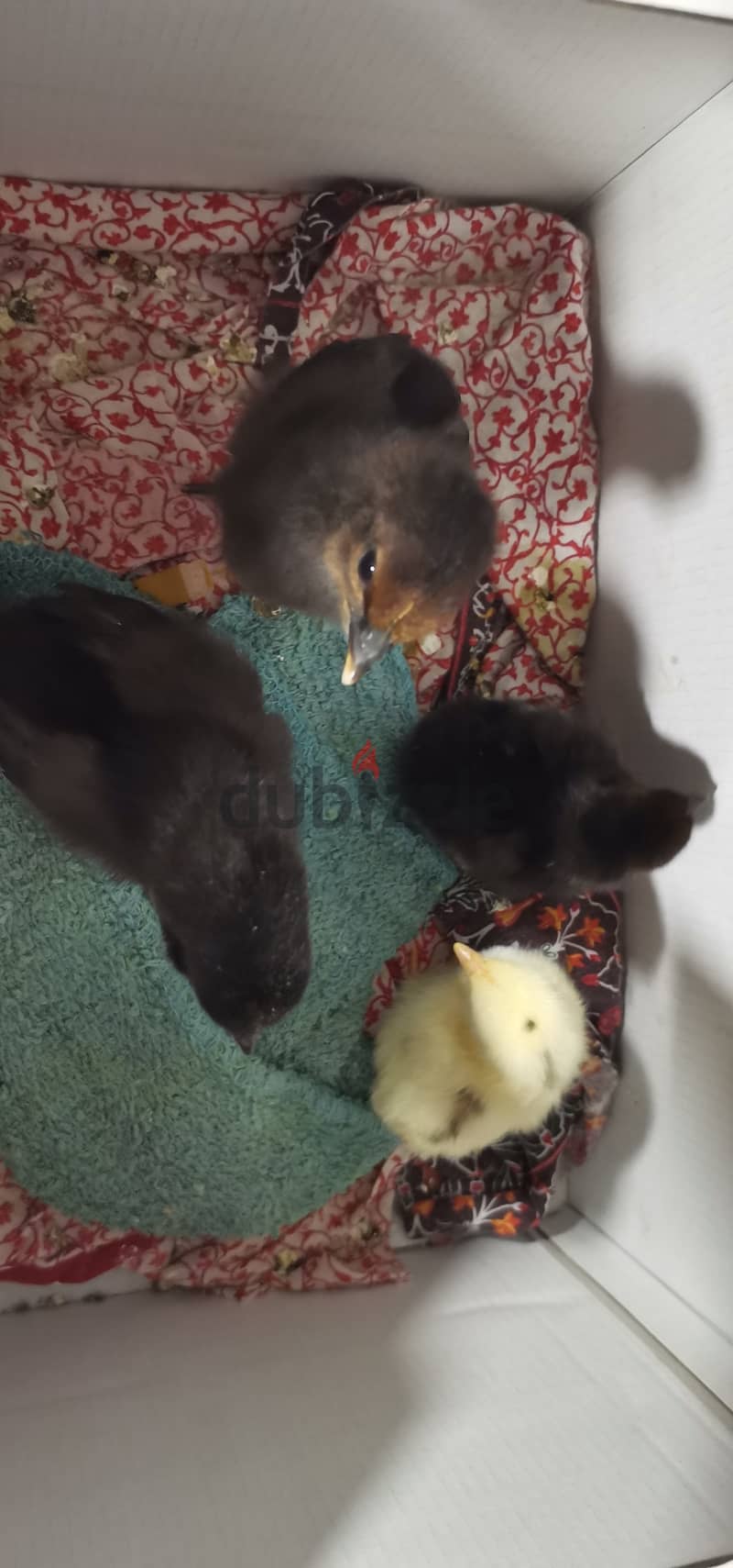 5 chicks for Sale 1