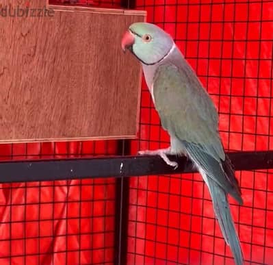 درة ذكر  Indian parrot