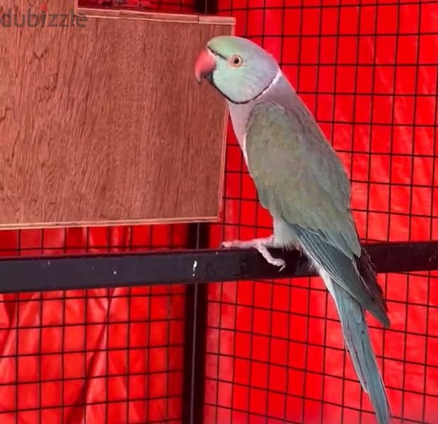 درة ذكر  Indian parrot 0