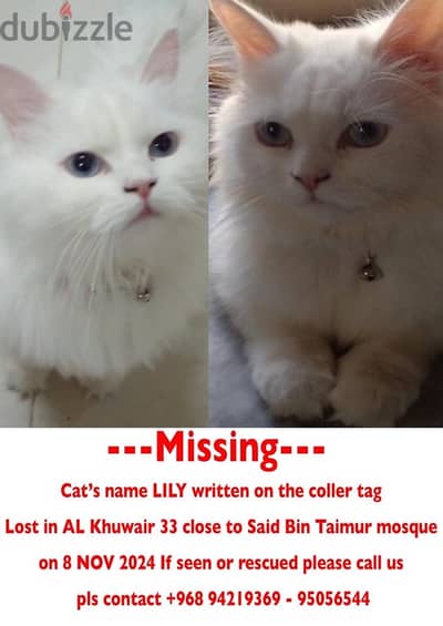 missing cat