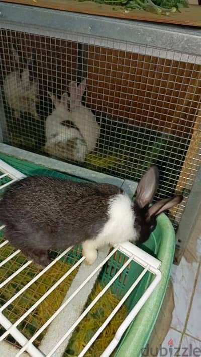 rabbit for sale