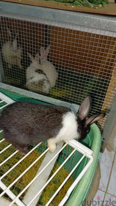 rabbit for sale 0