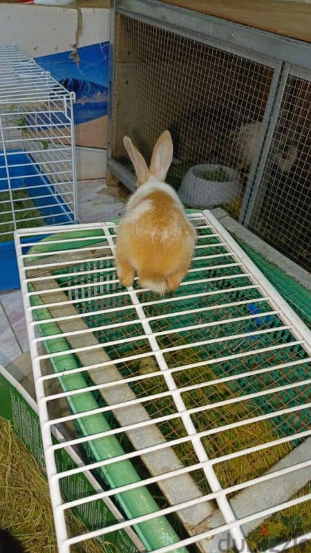 rabbit for sale 1