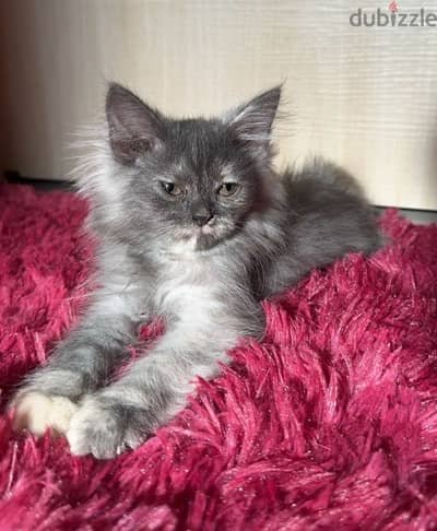 Persian Kitten Female