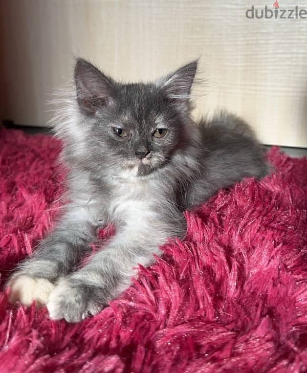 Persian Kitten Female 1