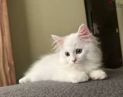 White Persian kitten 0