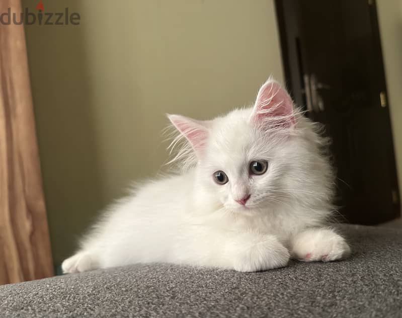 White Persian kitten 1