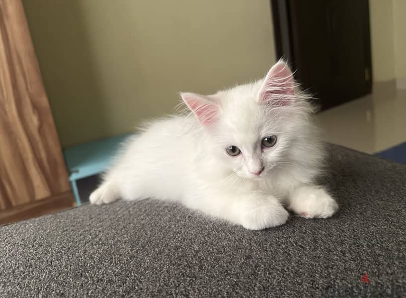 White Persian kitten 2