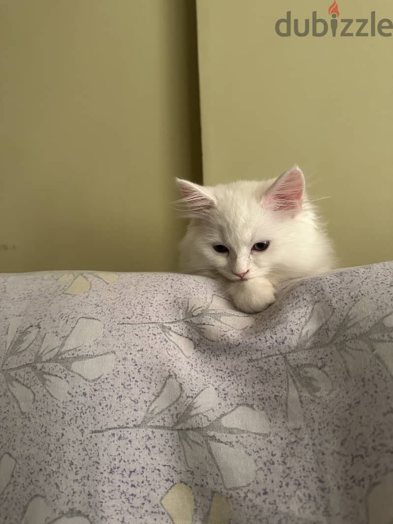 White Persian kitten 4