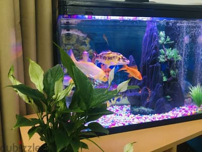 Fish tank with wooden Table