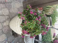 plants and Pots for sale 0