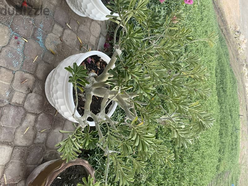 plants and Pots for sale 1