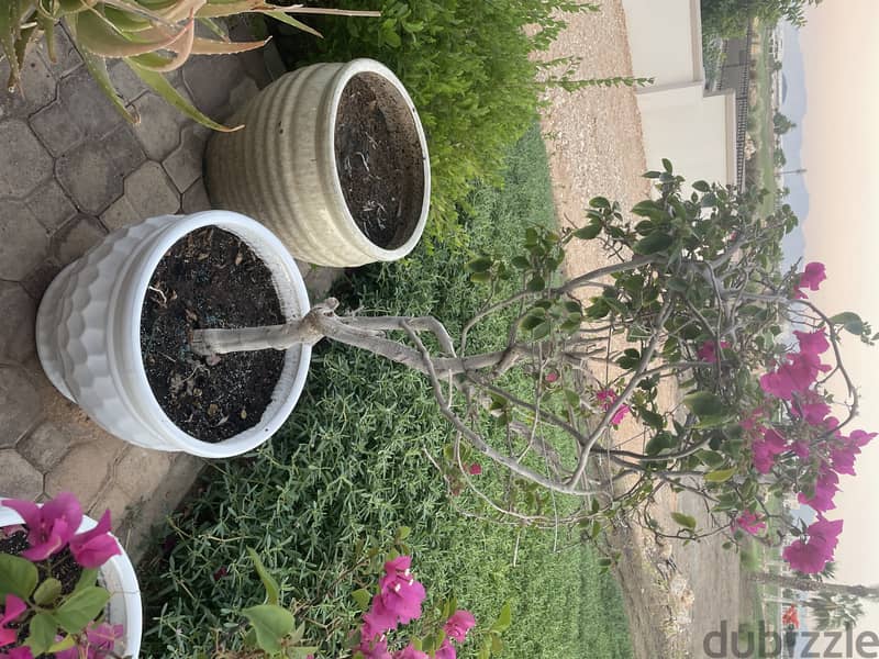 plants and Pots for sale 3