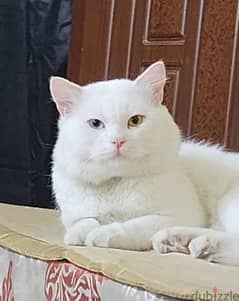 قط تركي ذكر للبيع  Male Turkish cat for sale 0