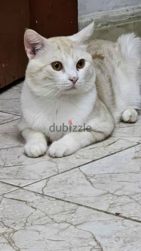 urgent sell a cute cat 1