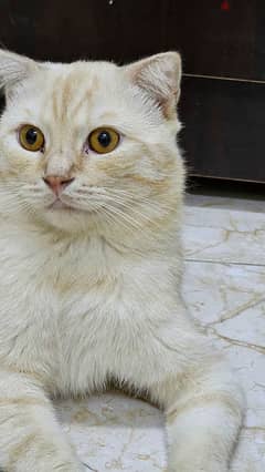 scottish fold cat sell 0