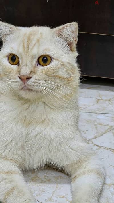 scottish fold cat sell