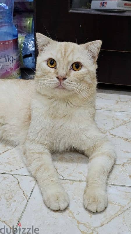 scottish fold cat sell 2