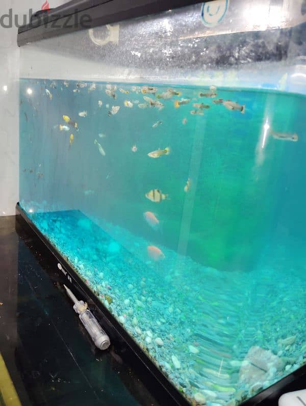 fish tank with fish 1