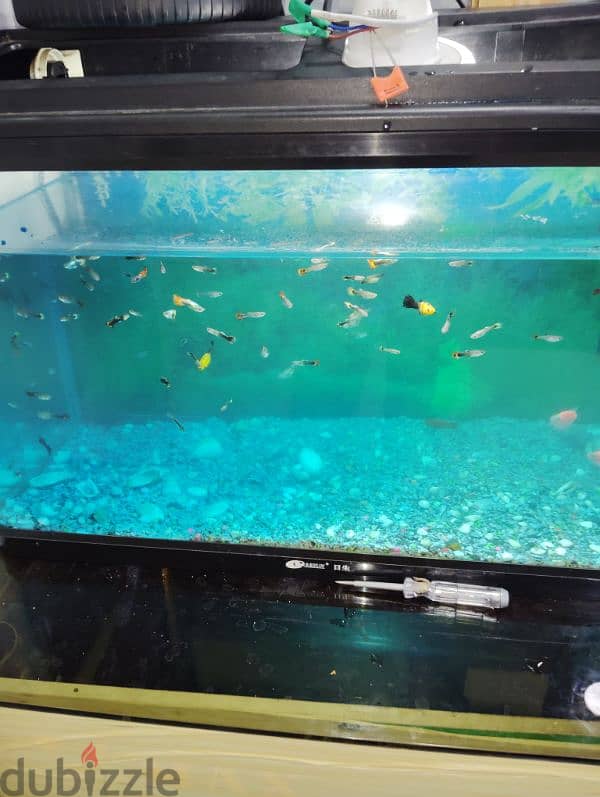 fish tank with fish 2