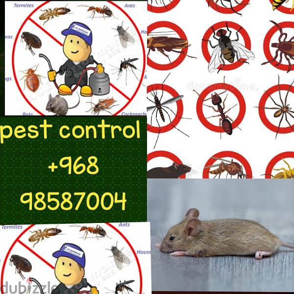 pest control mouse control 0