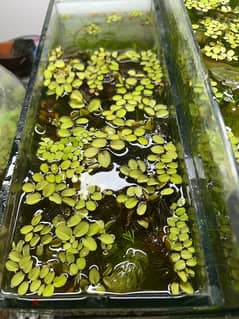 Betta tank with plants 0