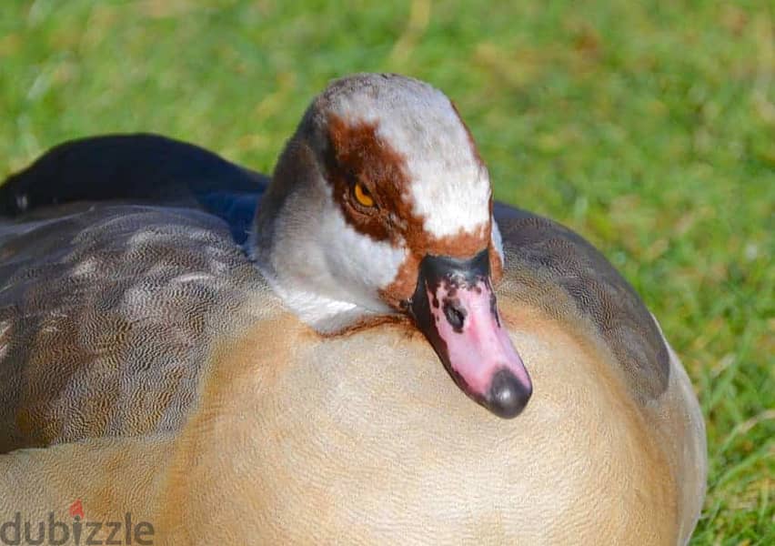 Egyptian ducks (small & big) + pegons 1