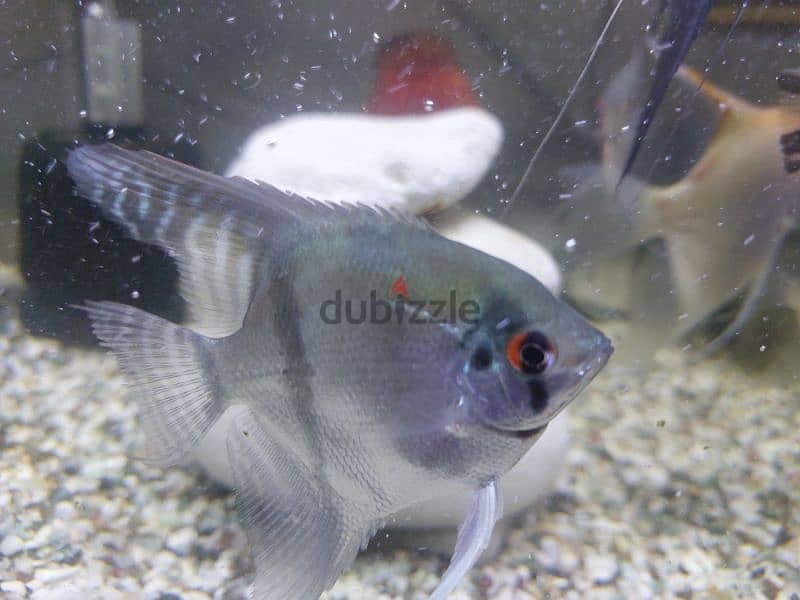 angel fish 0