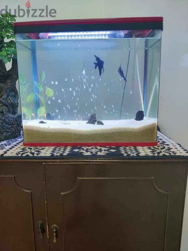 fish tank 0