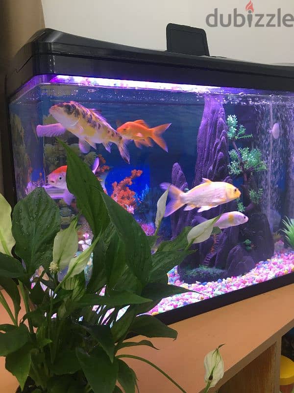 Fish tank with wooden Table 1