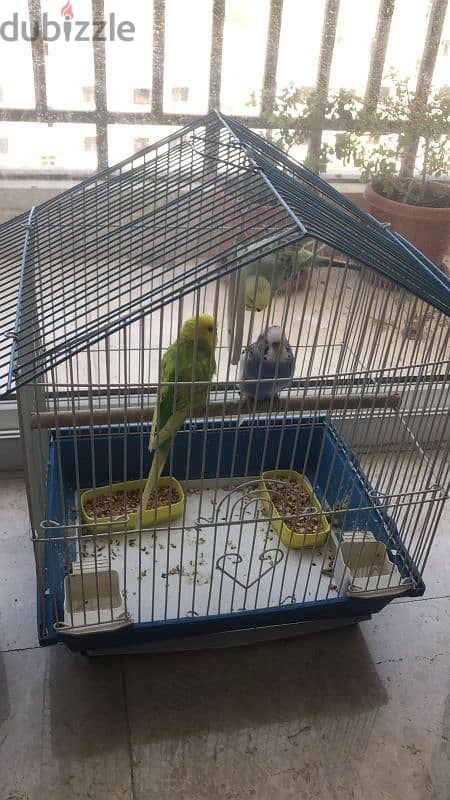 Cage with two budgies 0