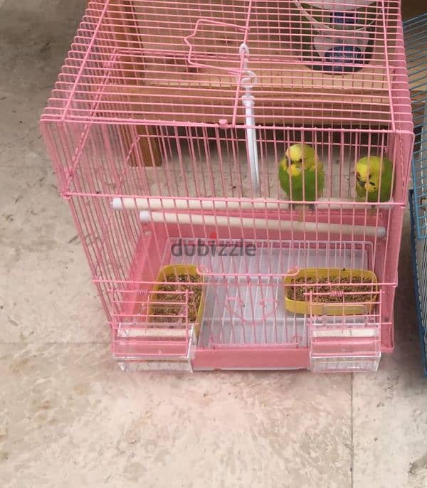 Cage with one budgie 0