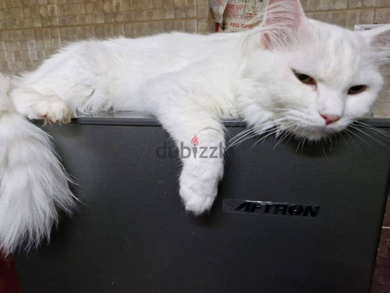 Adult, Male, White Turkish Angora In Good Condition 1