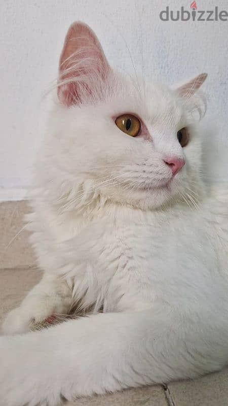 Adult, Male, White Turkish Angora In Good Condition 2