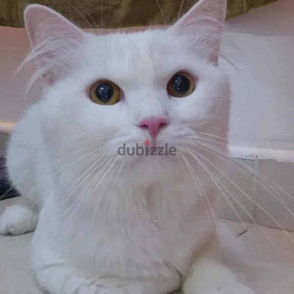 Adult, Male, White Turkish Angora In Good Condition 3