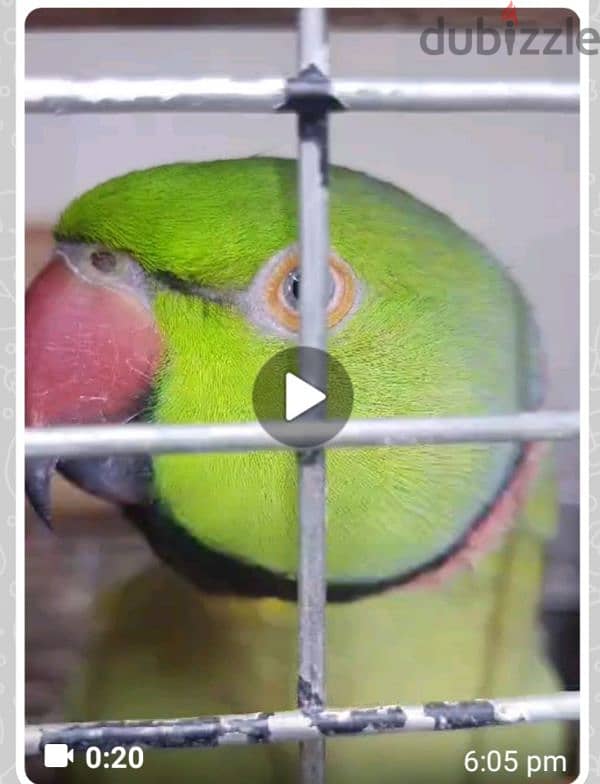 talking green parrot avaialble watsapp me for more details 95286803 1