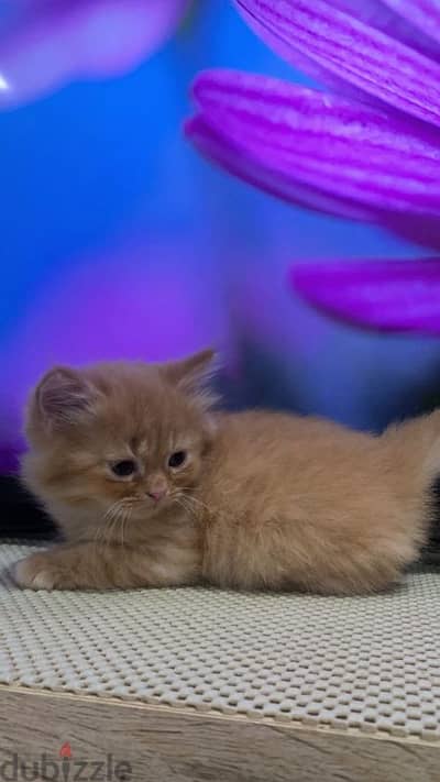 Turkish angora mixed persian