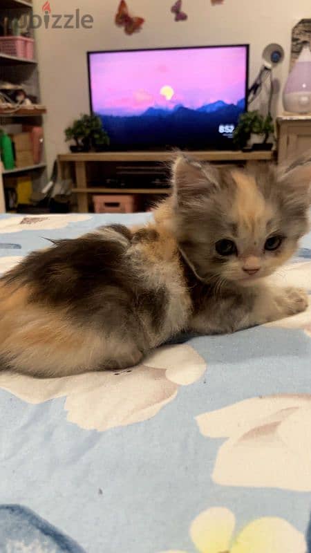 Turkish angora mixed persian 2