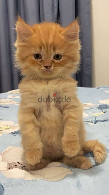 Turkish angora mixed persian 4