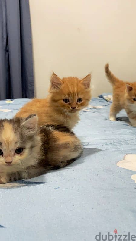 Turkish angora mixed persian 7