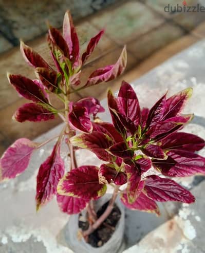 Amaranthus