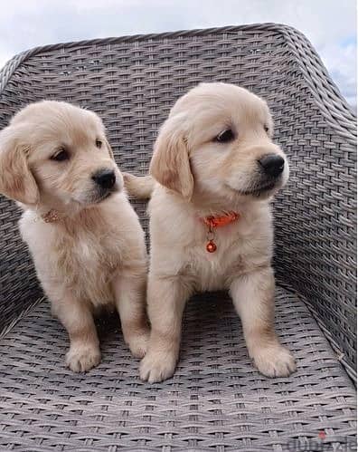 Whatsapp Me +966583921348 Two Golden Retriever Puppies