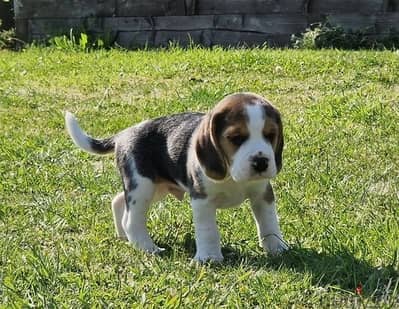 Whatsapp Me +966583921348 Nice Beagle Puppies