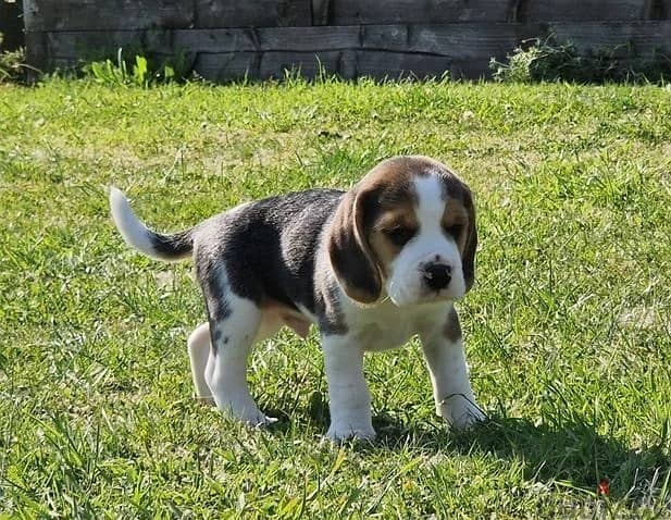 Whatsapp Me +966583921348 Nice Beagle Puppies 0