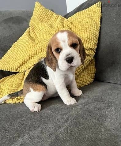 Whatsapp Me +966583921348 Nice Beagle Puppies 1