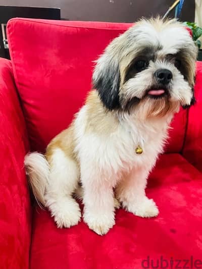 Shihtzu puppy for sale