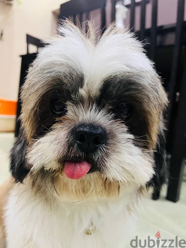 Shihtzu puppy for sale 2